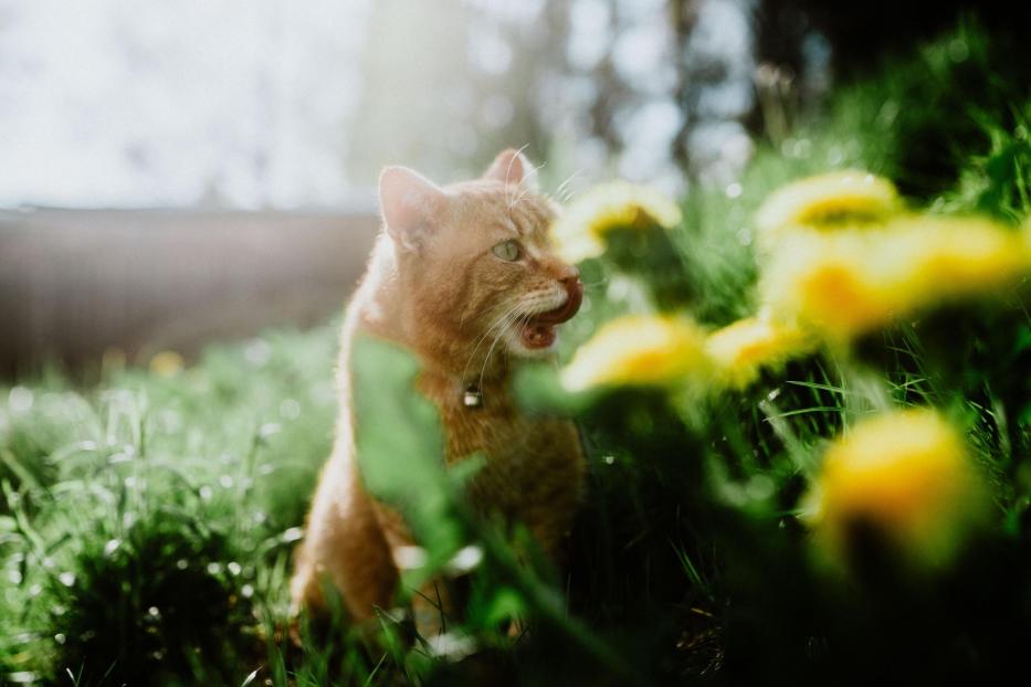 Cat in garden - Stock-Fotografie