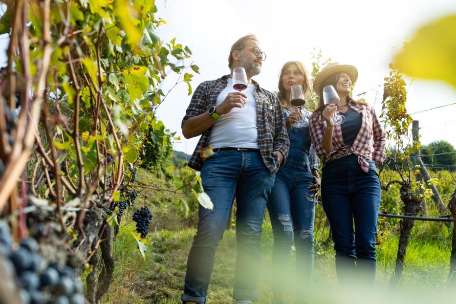 Weinlese für die Weinherstellung: Italienische Vendemmie - Stock-Fotografie