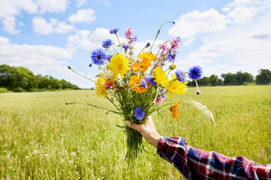 Woman's hand holding a colorful bouquet of wild flowers in summer - Stock-Fotografie