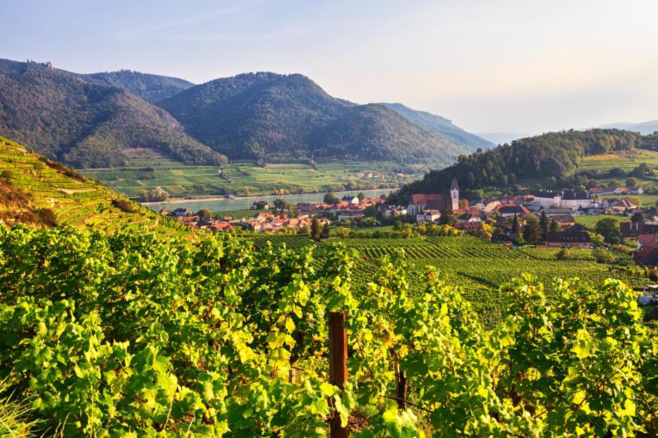 Vineyards near Spitz, Wachau valley, Austria