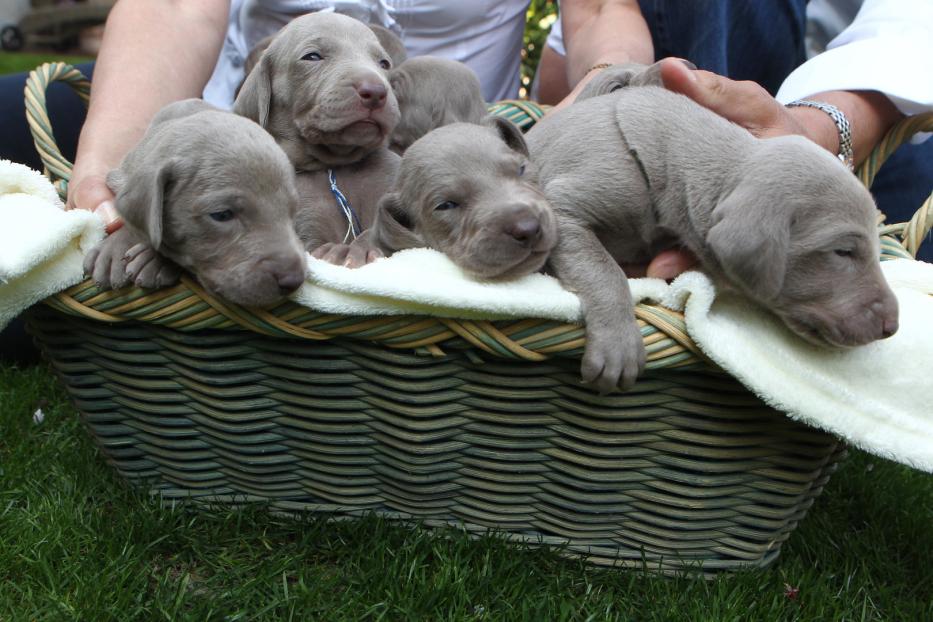 Mehrere Weimaraner-Welpen liegen in einem Korb.