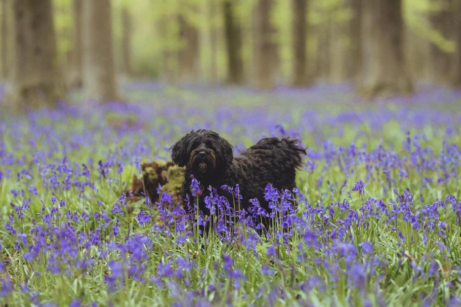 Winchester's famous bluebells