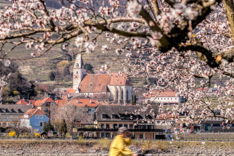 Apricot tree with biker against church in Spitz village, Wachau valley, Austria