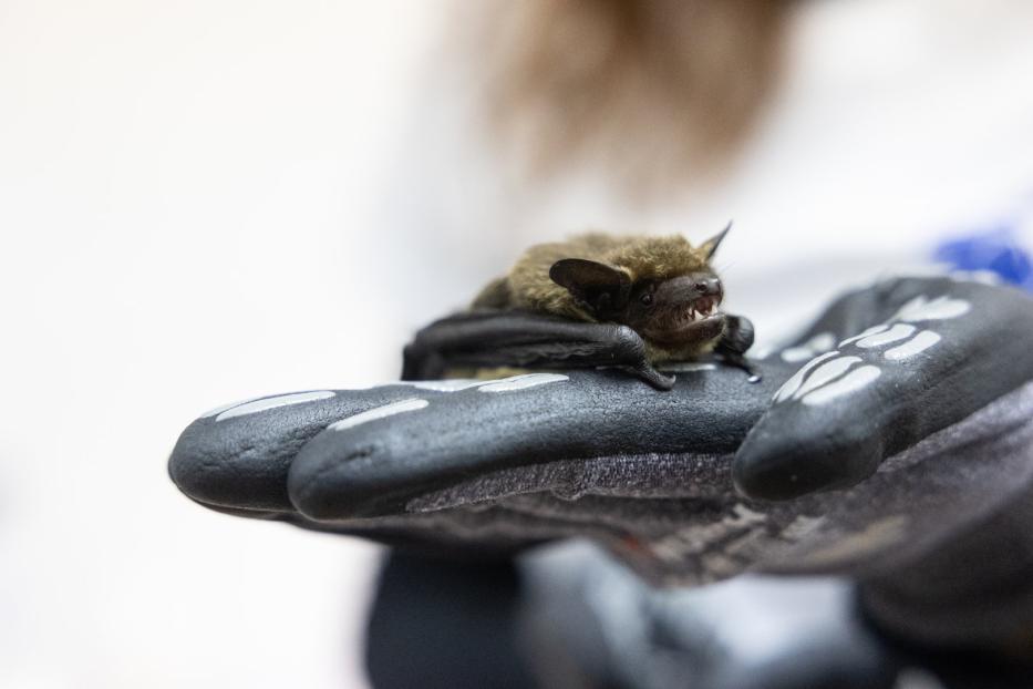 Eine Breitflügelfledermaus, die aktuell vom Verein „Fledermausrettung Österreich“ betreut wird.