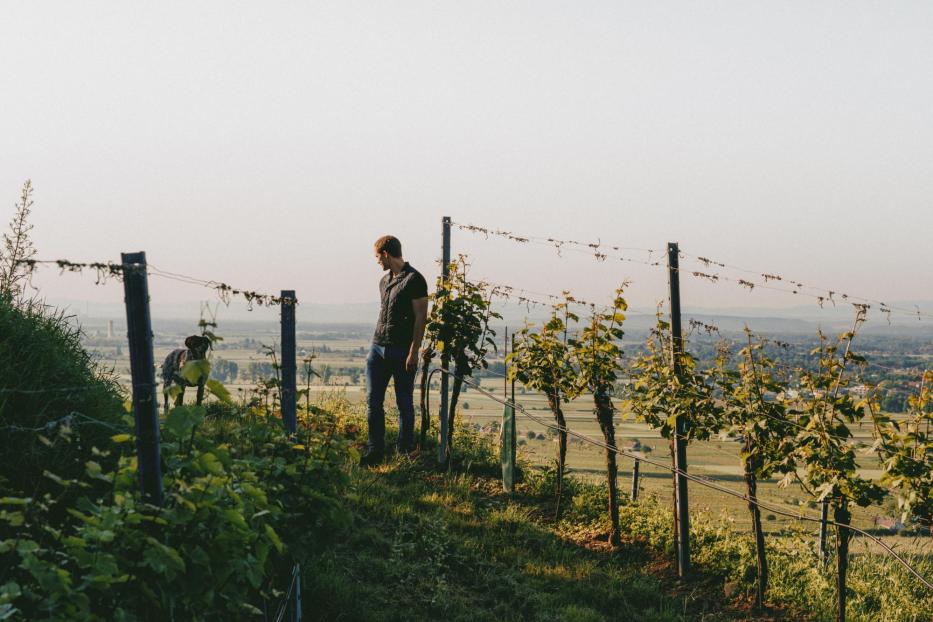 Weingut Allram, Kamptal, Waldvierte