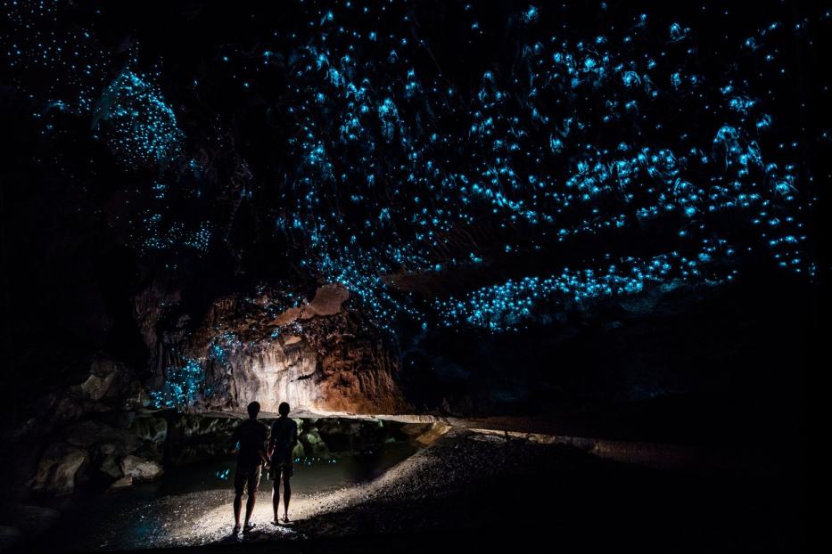 Irreführend:In der neuseeländischen Glühwürmchen-Höhle leuchten Mückenlarven