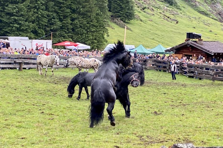 Zwei Hengste kämpfen in Rauris