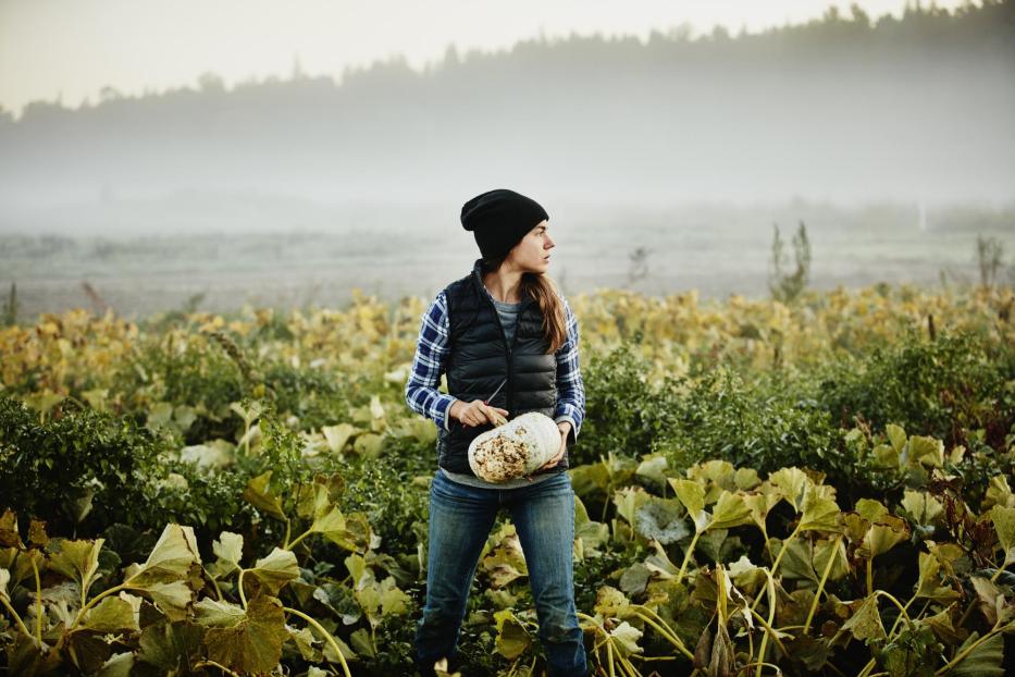 Female organic farmer harvesting squash - Stock-Fotografie