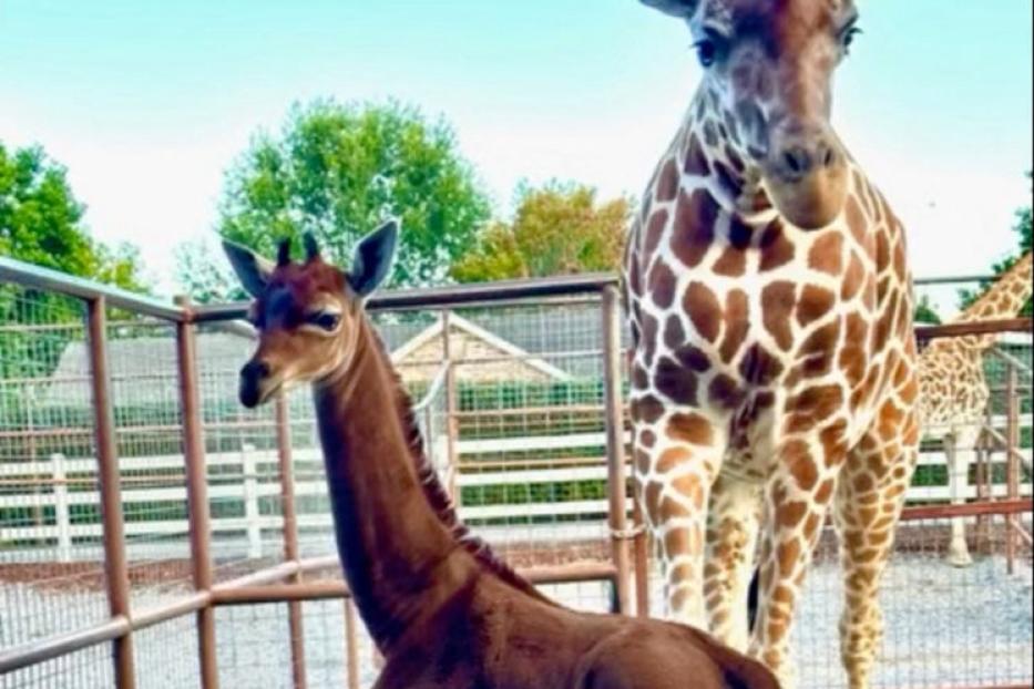 Giraffen