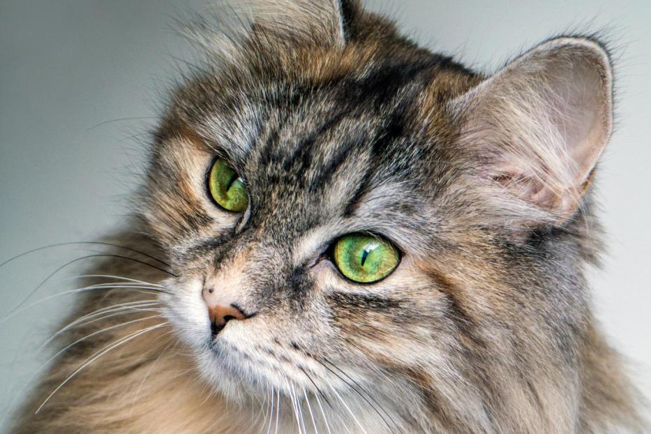 Katze mit langen Haaren