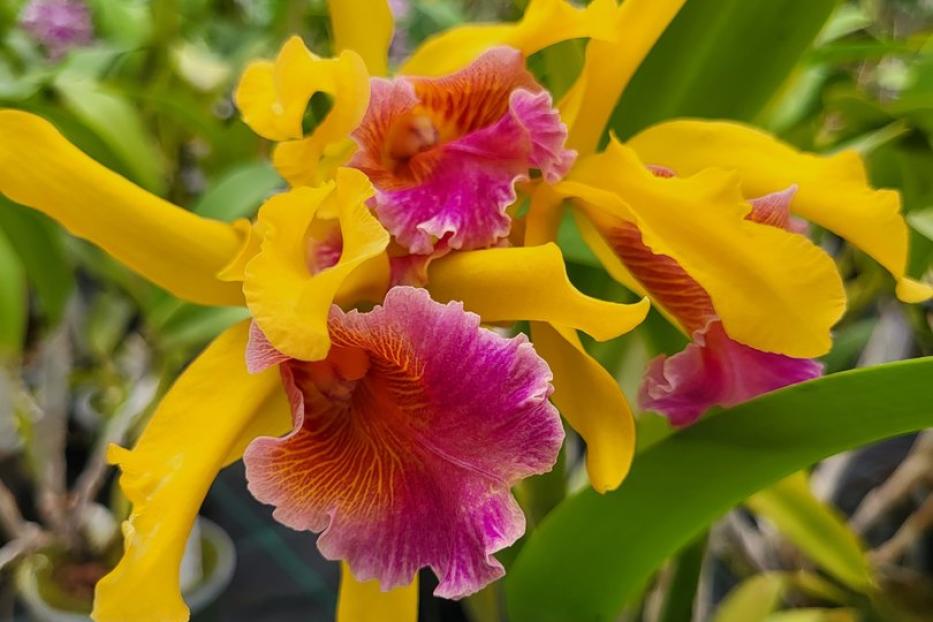 Eine gelb-pinke Orchideen-Nachzüchtung in Schönbrunn