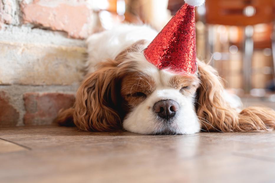 Ein kleiner Hund mit rotem Partyhütchen schläft friedlich.