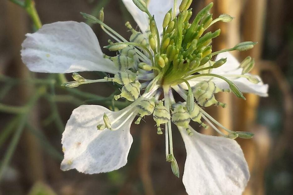 Weiße Acker-Schwarzkümmel-Blüte