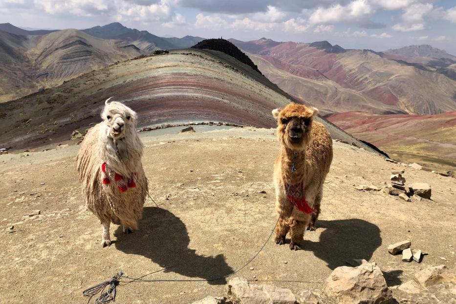 Ein Lama (links) und ein Alpaka (rechts), erkennbar an Nase und Ohren, warten am Rainbow Mountain Palccoyo.