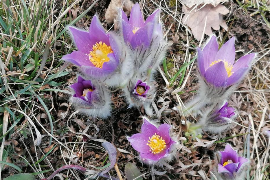 Violette Kuhschellen blühen in der Wiese in der Wachau