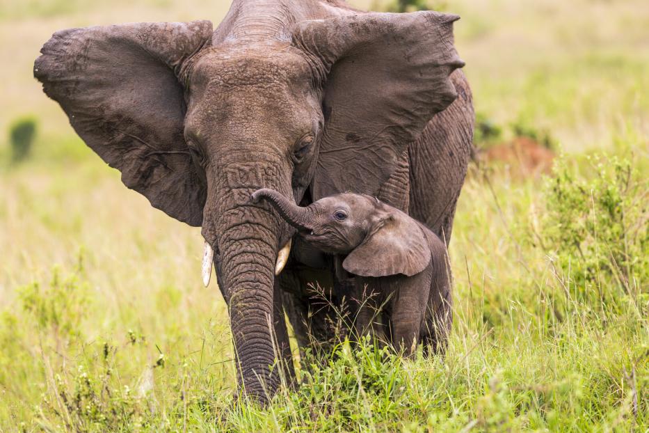 Mutter- und Babyelefant rüsseln in der Wildnis.