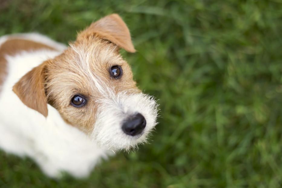 Hund schaut skeptisch in die Kamera