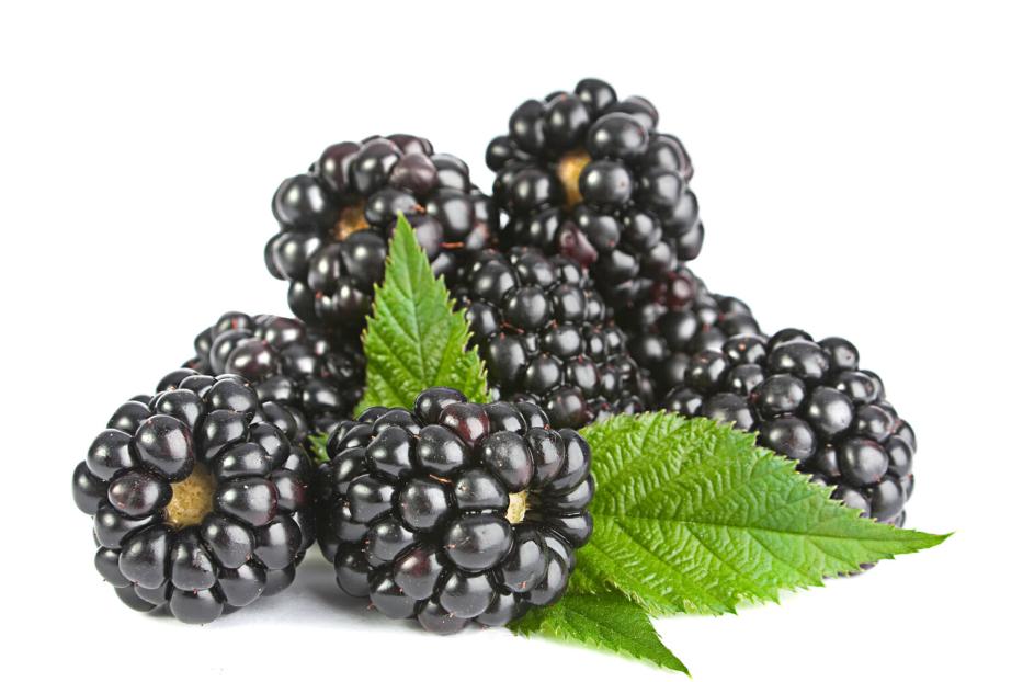 Brombeeren