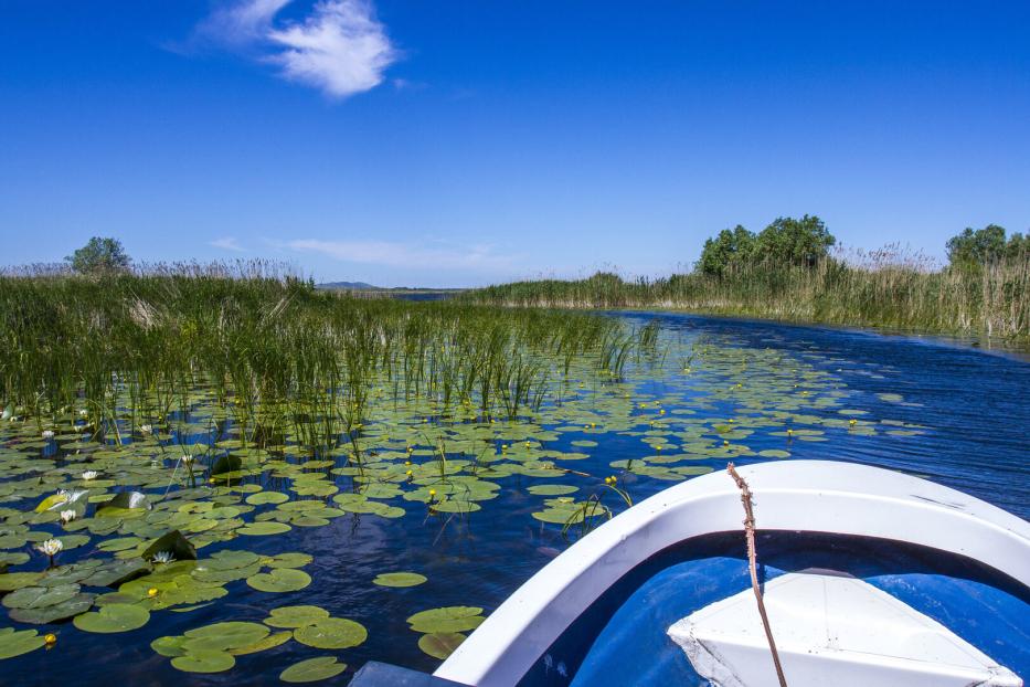 Fast drei Viertel der Deltavegetation besteht aus Schilf, Rohrkolben und Binsengewächsen