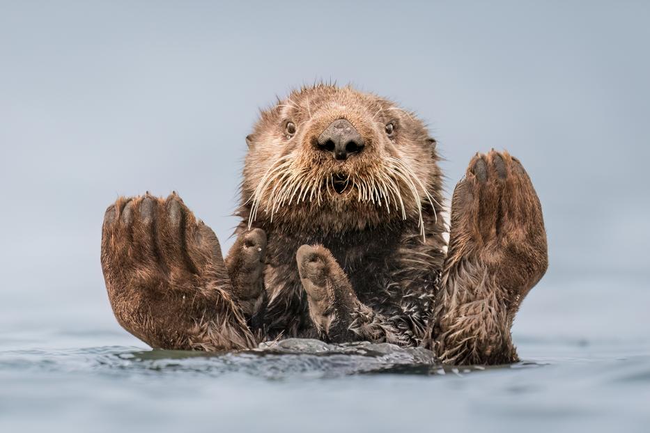 Wildlife Comedy Awards 2024: Charles Janson "Otter Guru"