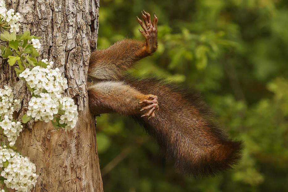 Wildlife Comedy Awards 2024: Milko Marchetti "Stuck Squirrel"