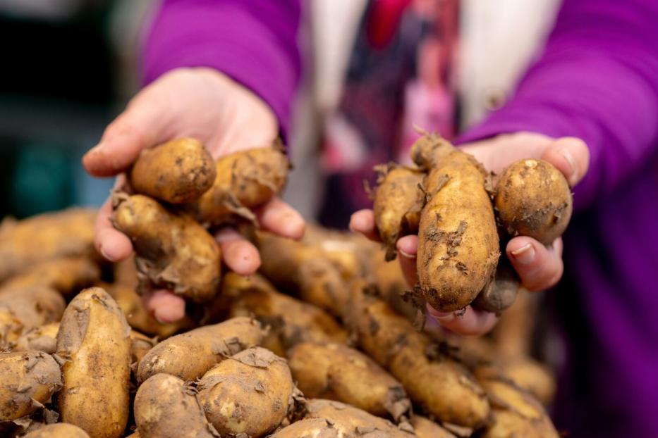 Kartoffeln gibt es in verschiedenen Typen, die sich nach Stärkegehalt unterscheiden