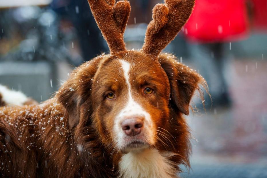 Für Hunde können Weihnachtsmärkte mit Menschenmengen und Lärm puren Stress bedeuten