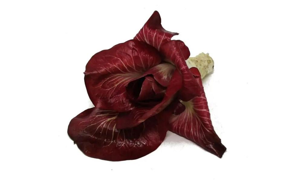 Radicchio Rosa dell‘ Isonzo