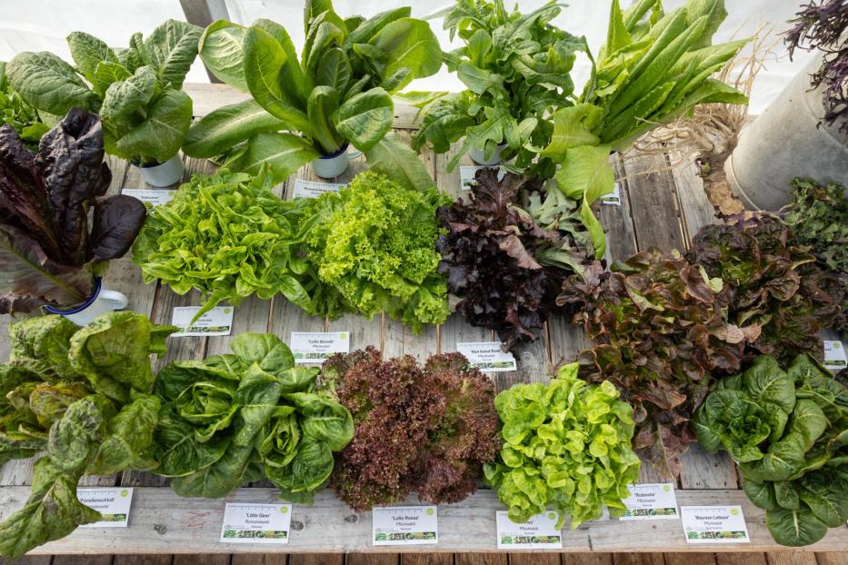 Snow Food: Wintererntedankfest auf der City Farm Augarten in Wien