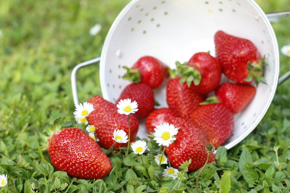 Frisch geerntete Erdbeeren