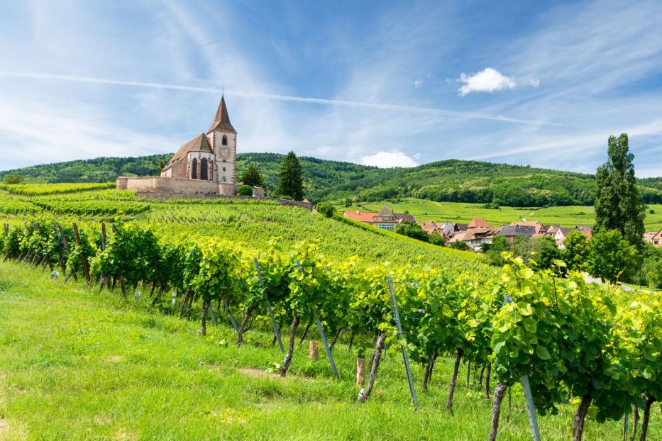 Alte Kirche und Weinberge in Elsass, Frankreich 