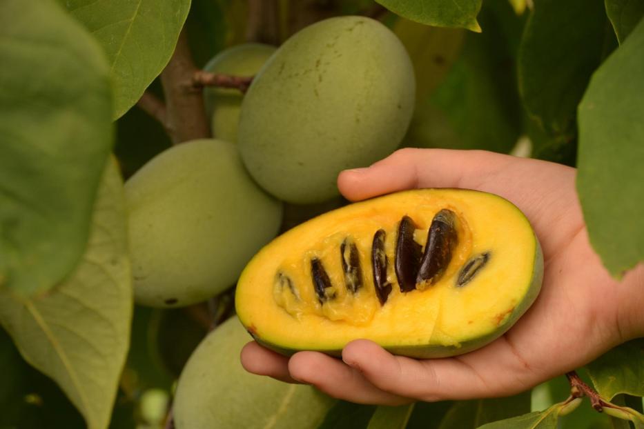 eine Pawpaw Frucht wird in einer Hand gehalten