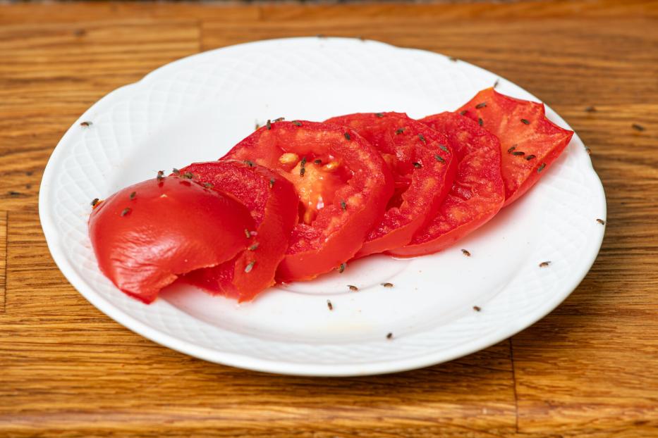 Fruchtfliegen machen sich über überreife Früchte - hier etwa Tomatenscheiben - besonders gerne her. 