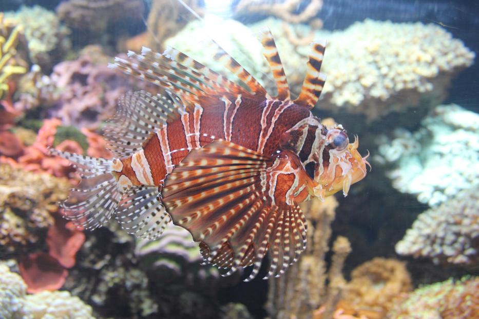 Ein Rotfeuerfisch schwimmt in einem Aquarium.