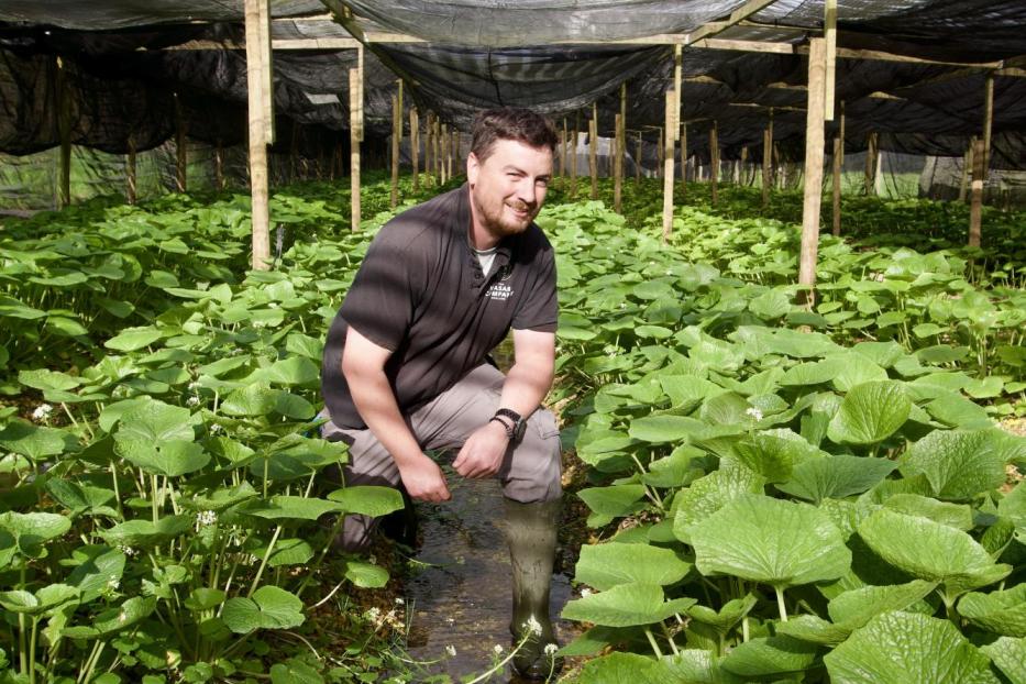 Lee McKendrick at the Wasabi Farm