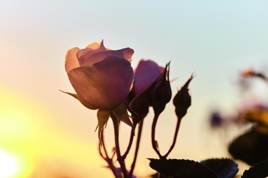 Eine rosa Rose und Knospen im sanften Morgenlicht.