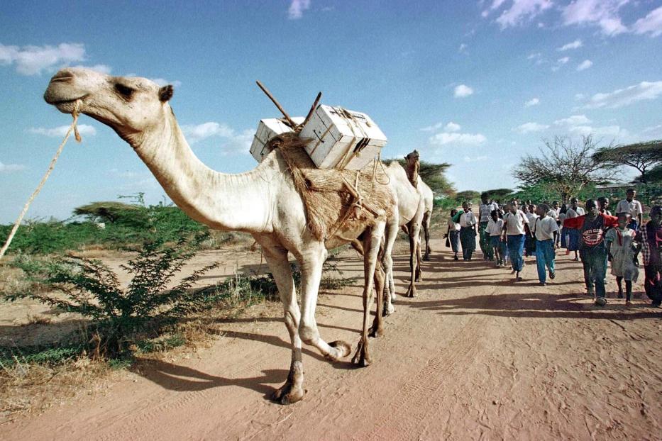 Ein Dromedar mit Bücherkisten am Rücken geht durch die Wüste.