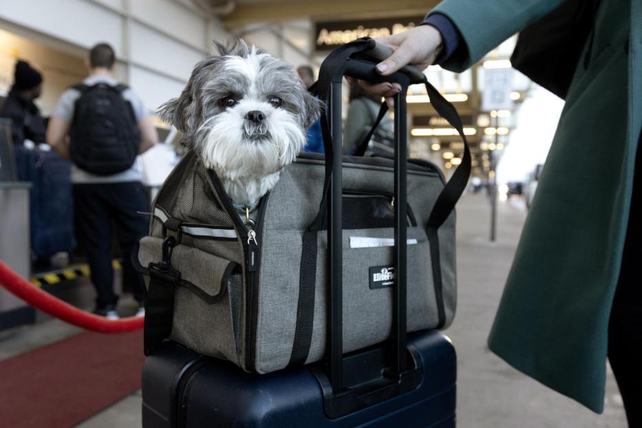 Ein kleiner Hund sitzt in einer Transporttasche, die auf einem Rollkoffer steht.