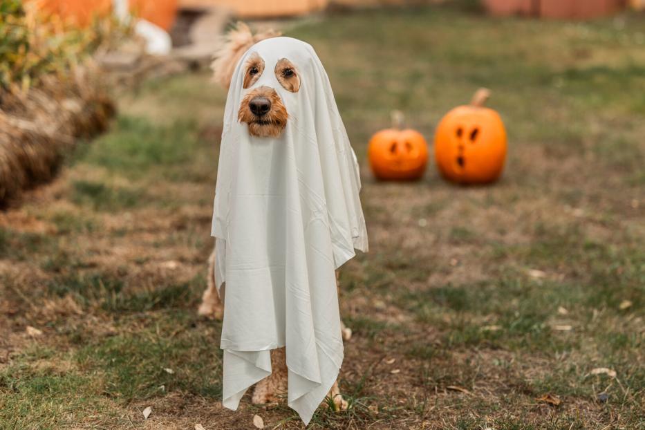 Ein Hund ist als Geist verkleidet, mit Kürbissen im Hintergrund.
