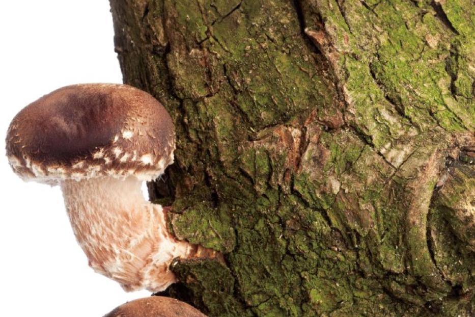 Vier braune Pilze mit hellen Schuppen wachsen an einem moosbedeckten Baumstamm.