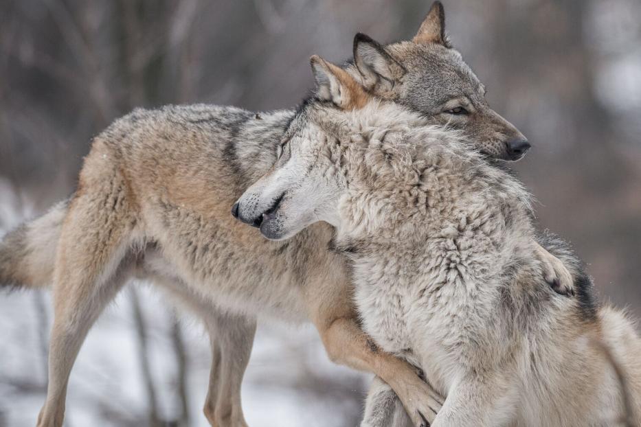 2 Wölfe spielen im Schnee