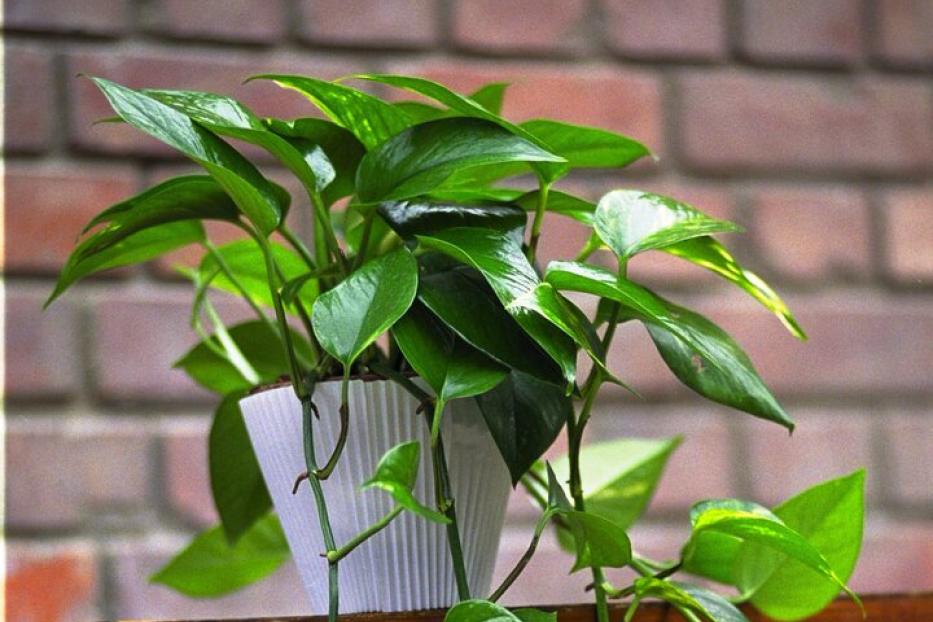 Eine Efeutute mit grünen Blättern steht in einem weißen Topf auf einem braunen Schrank.