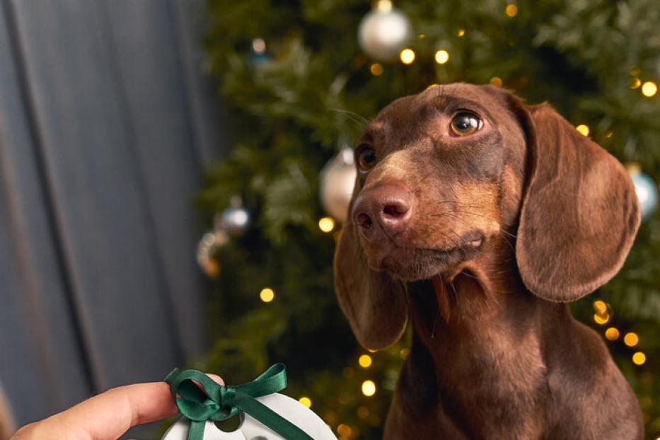 Ein brauner Dackel vor einem Christbaum mit einem Ornament mit seinem Pfotenabdruck