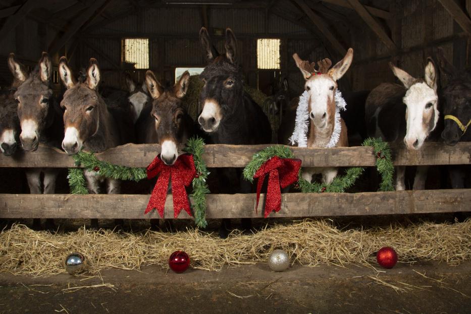 Christmas Donkeys.