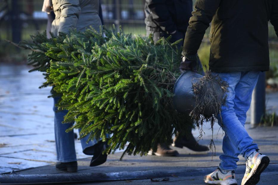 Rent a Christmas tree for a sustainable Christmas