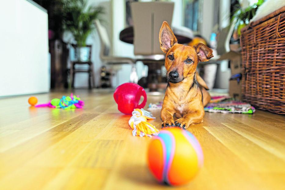 Ein Hund liegt aufmerksam zwischen Spielbällen.
