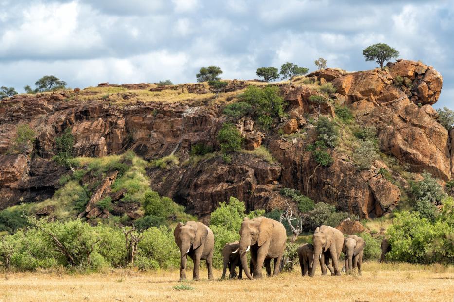 Elephant herd in Mashatu Game Reserve