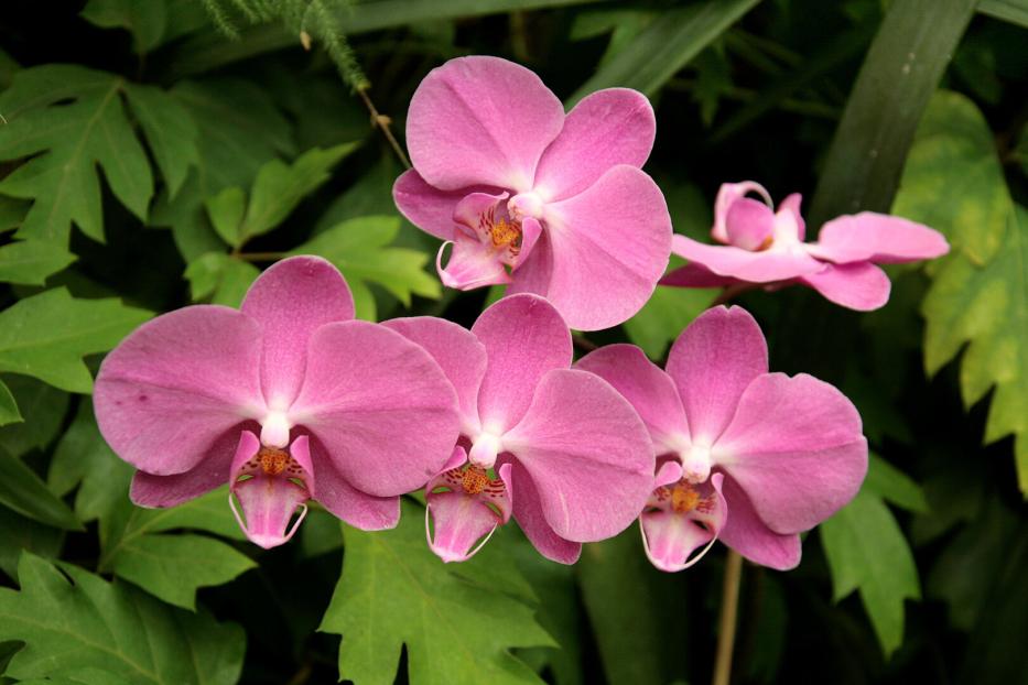 Mehrere rosa Orchideenblüten vor grünem Blattwerk.