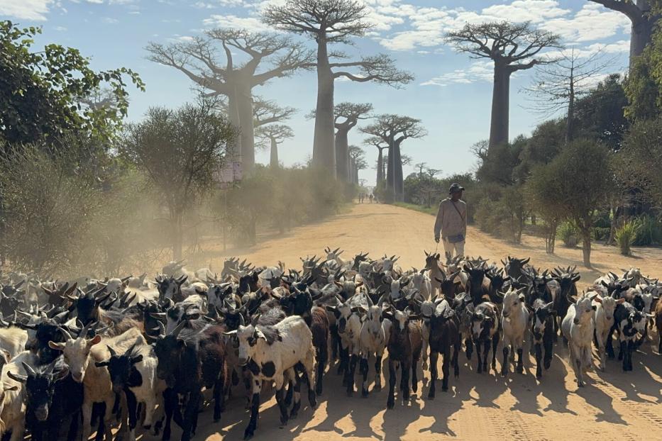 Eine große Ziegenherde wird von einer Person auf einer staubigen Straße zwischen Baobab-Bäumen geführt.