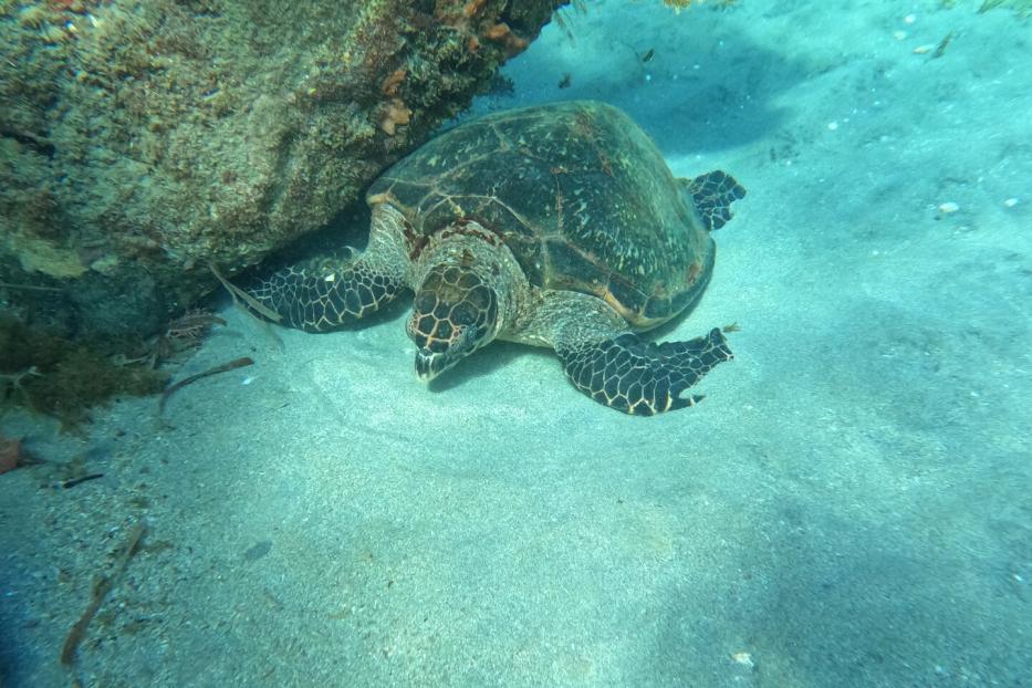 Eine Meeresschildkröte liegt auf sandigem Meeresboden neben einem Felsen unter Wasser.